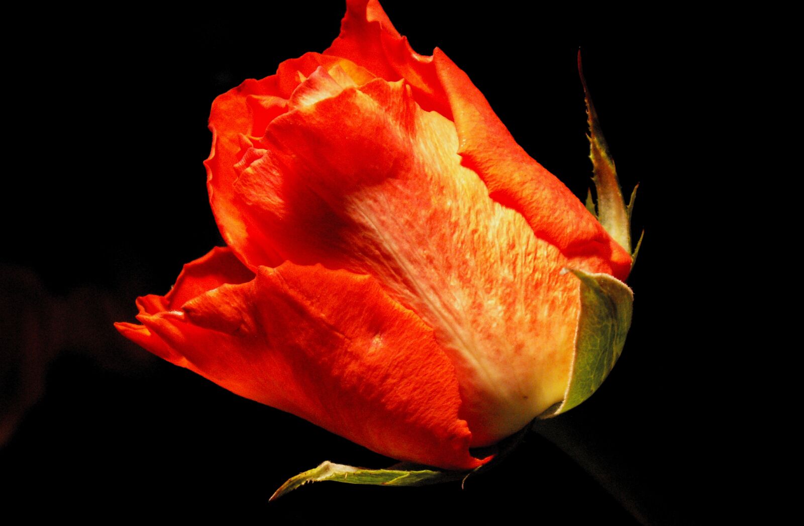 KONICA MINOLTA DiMAGE Z5 sample photo. Rose, flower, red photography