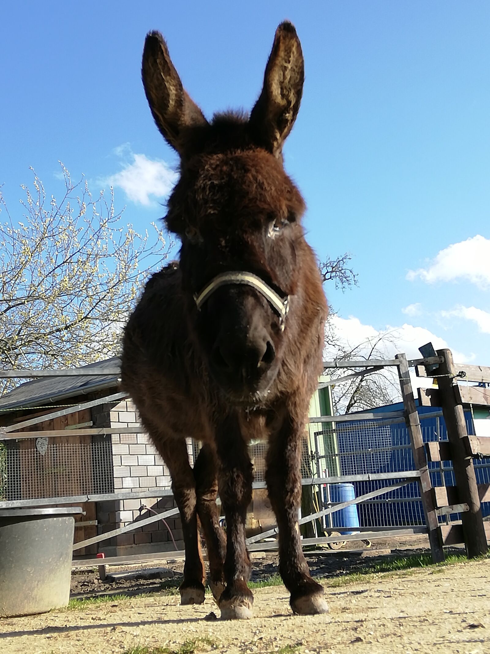HUAWEI P20 lite sample photo. Donkey, animal, sanctuary photography