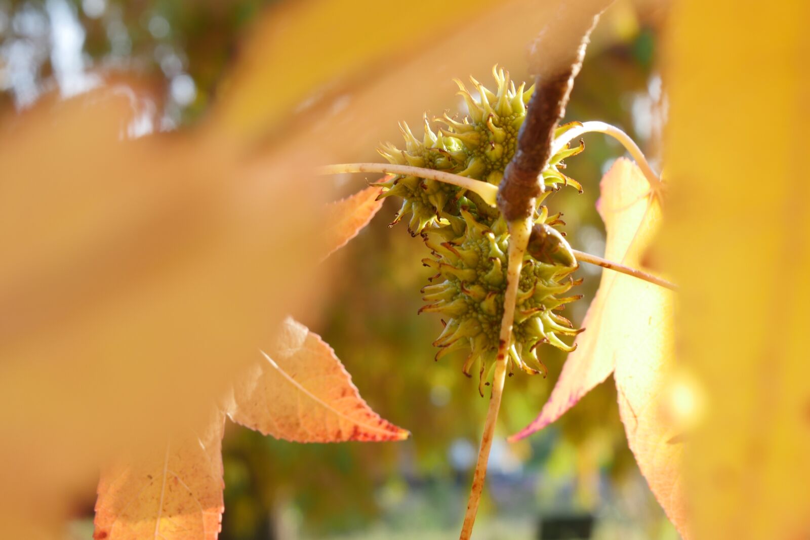 Panasonic Lumix DMC-GH4 sample photo. Autumn, fruit, nature photography