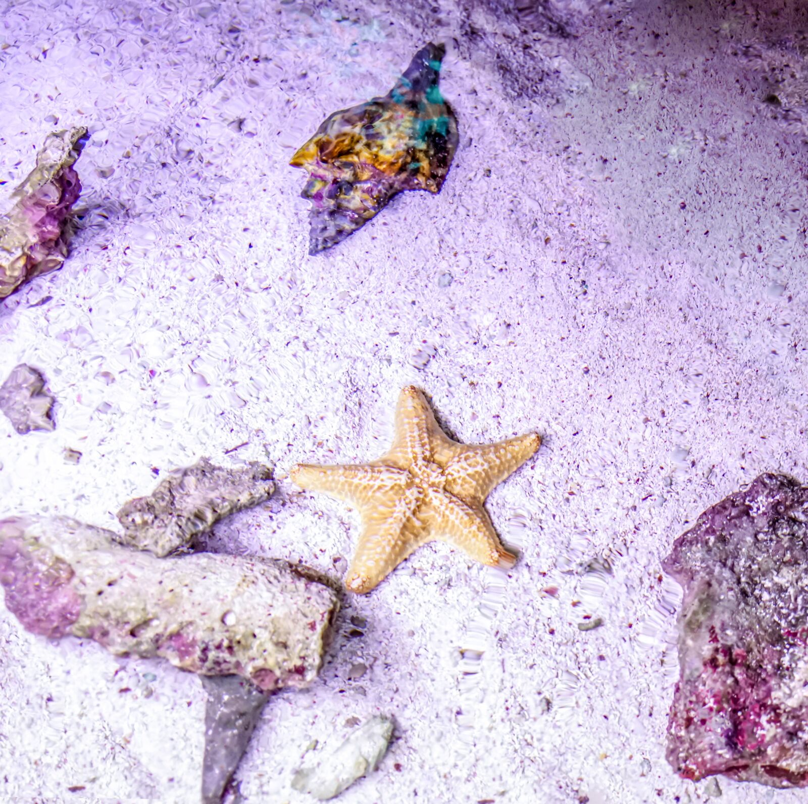 Sony a7R II + Sony FE 24-240mm F3.5-6.3 OSS sample photo. Starfish, coral, water photography