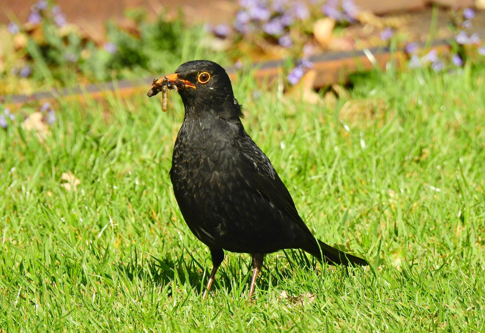 Nikon Coolpix P900 sample photo. Male blackbird, bird, animal photography