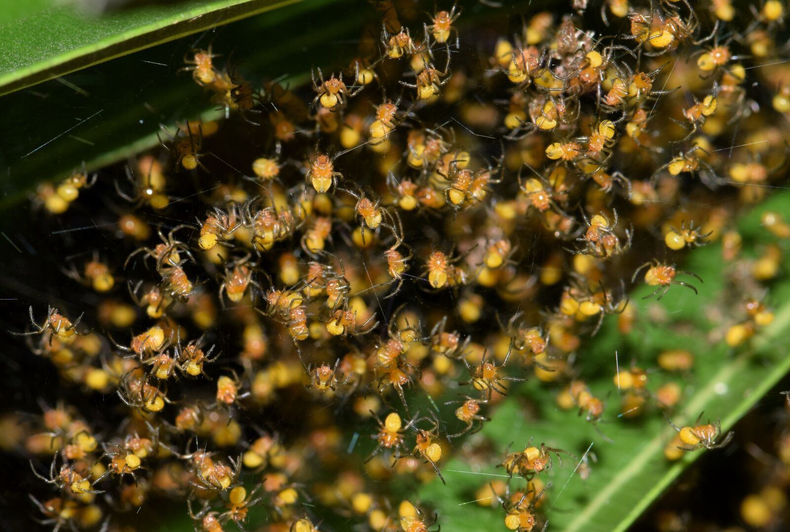 Nikon D5300 sample photo. Spiders, spiderlings, nest photography