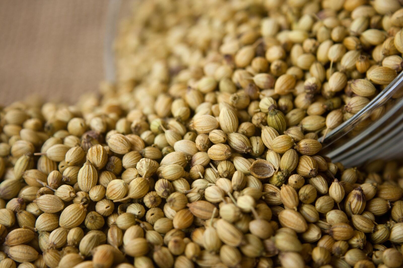 Canon EOS 1000D (EOS Digital Rebel XS / EOS Kiss F) sample photo. Coriander, seed, bowl, kernel photography