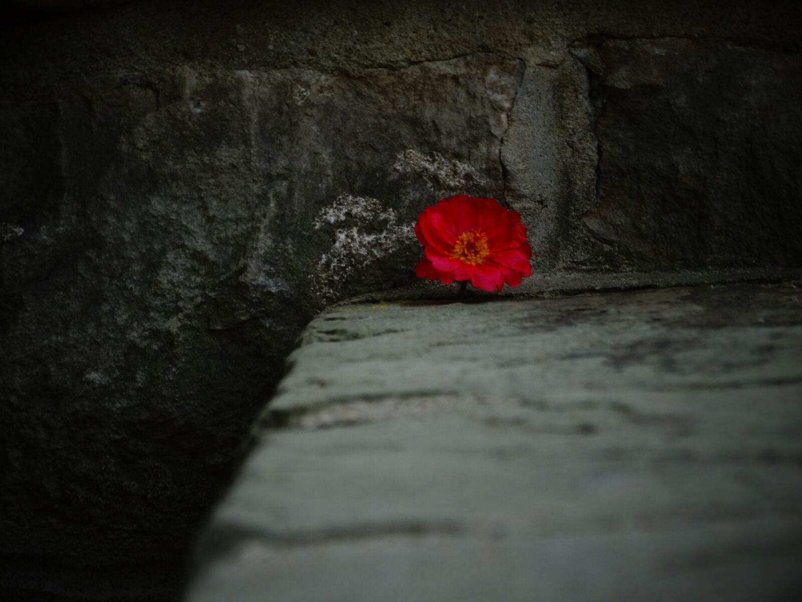 Sony Cyber-shot DSC-HX350 sample photo. Flower, dark, plant photography