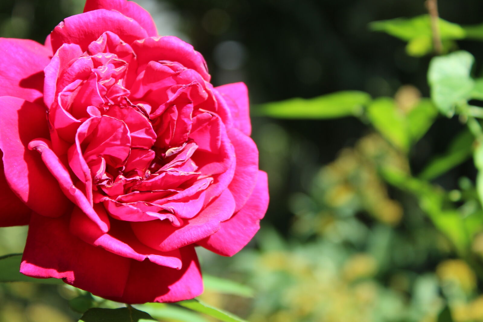 Canon EOS 1300D (EOS Rebel T6 / EOS Kiss X80) sample photo. Shallow, focus, of, pink photography
