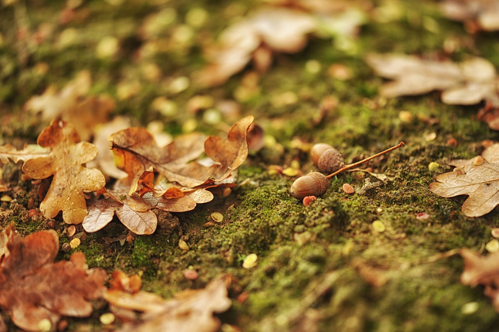 Nikon D3S sample photo. Autumn, leaf, nature photography