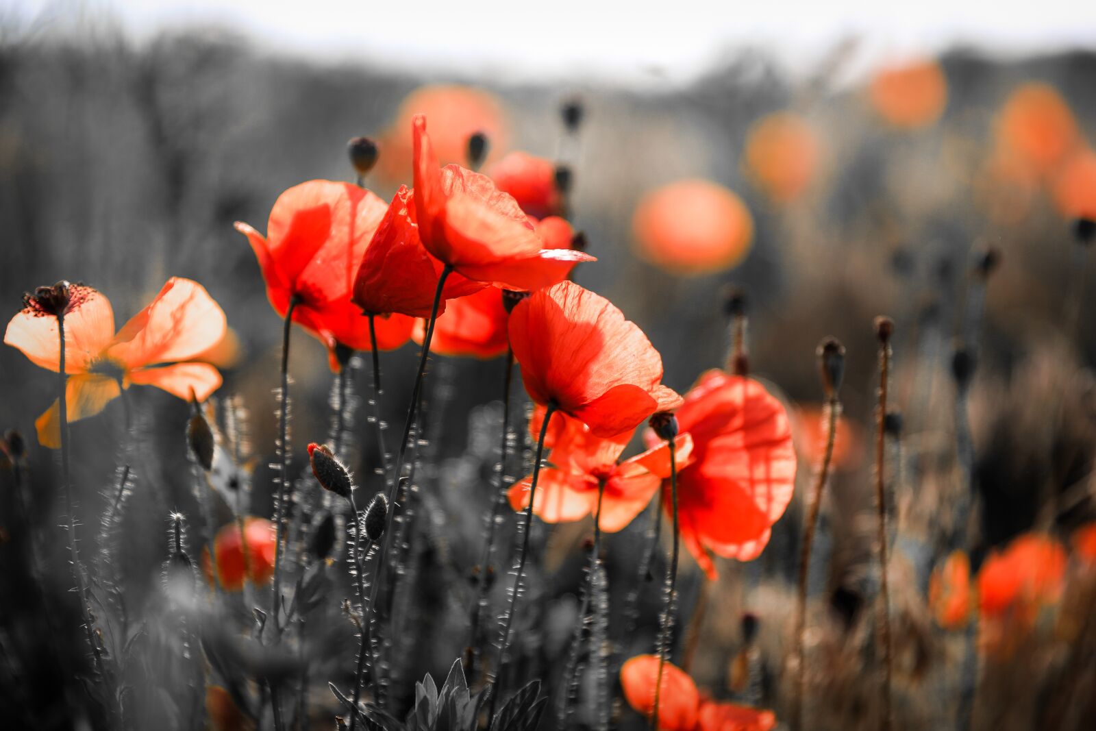 Canon EOS 5D Mark IV sample photo. Poppy, wildflower, flower photography