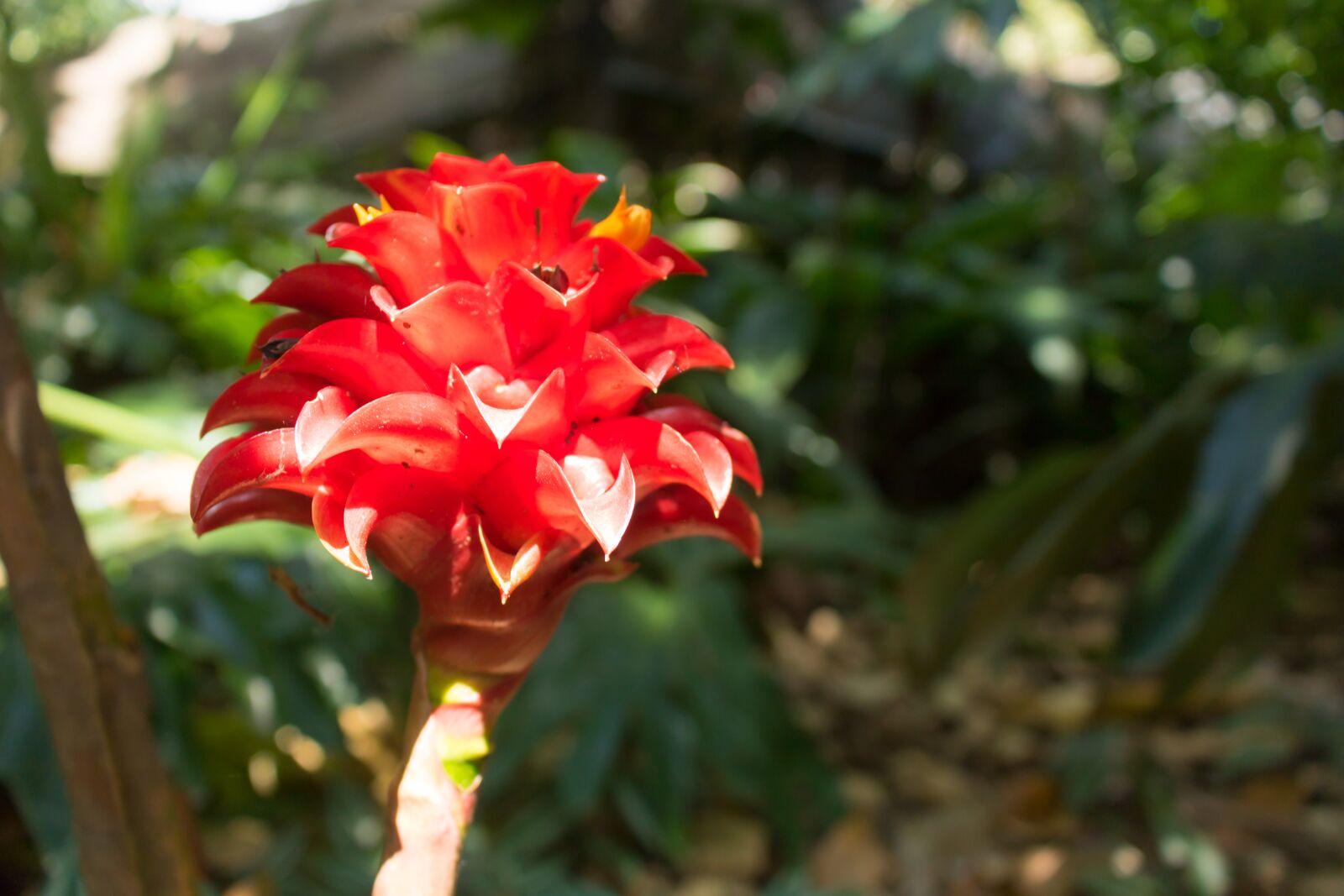 Canon EOS 750D (EOS Rebel T6i / EOS Kiss X8i) sample photo. Flower, red, exotic photography
