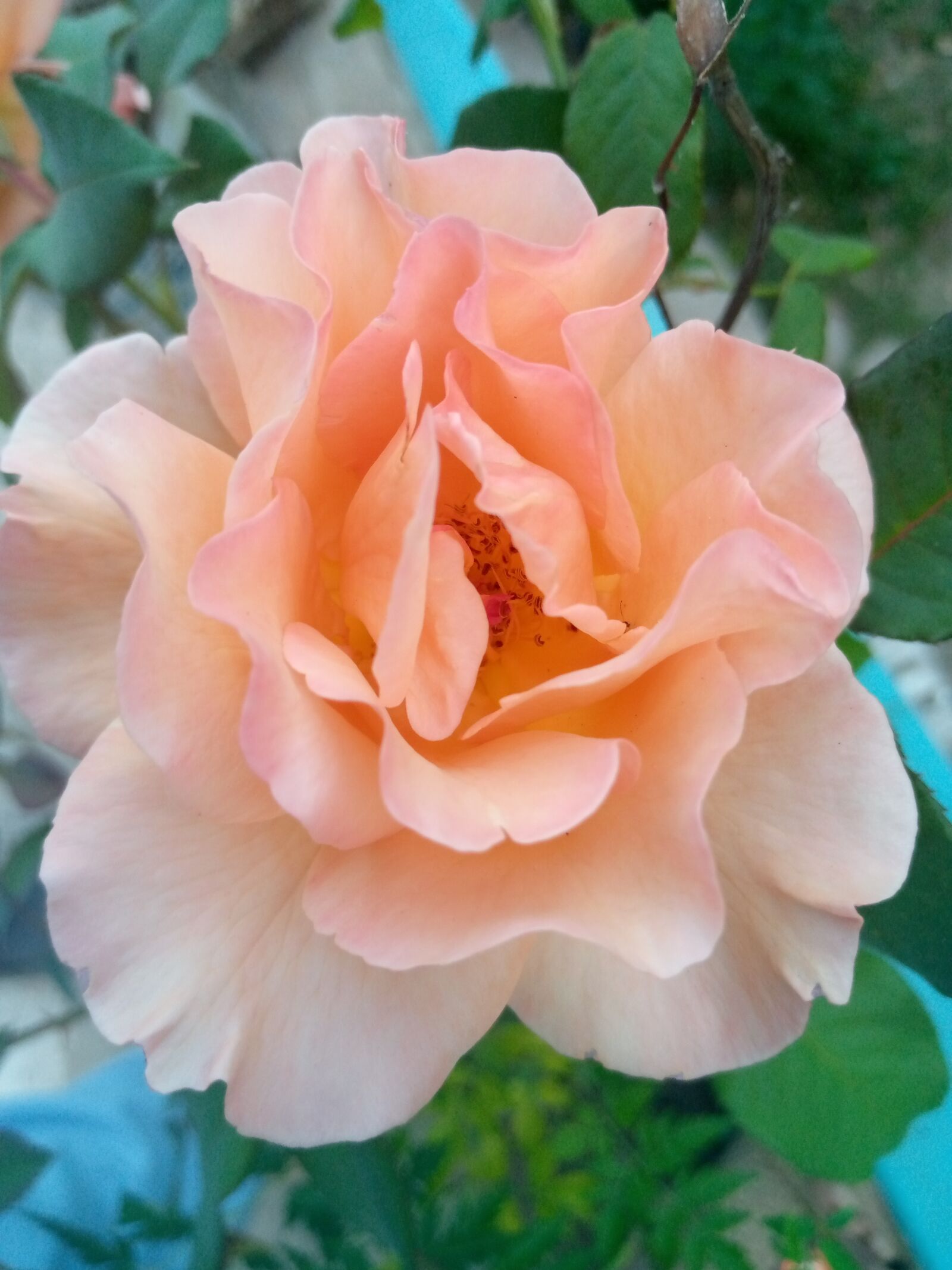 TECNO MOBILE LIMITED TECNO KC2 sample photo