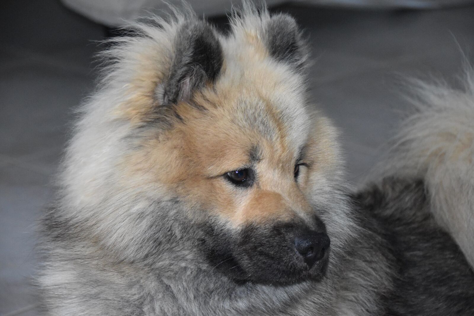Nikon D5600 sample photo. Dog, dog eurasier, dog photography