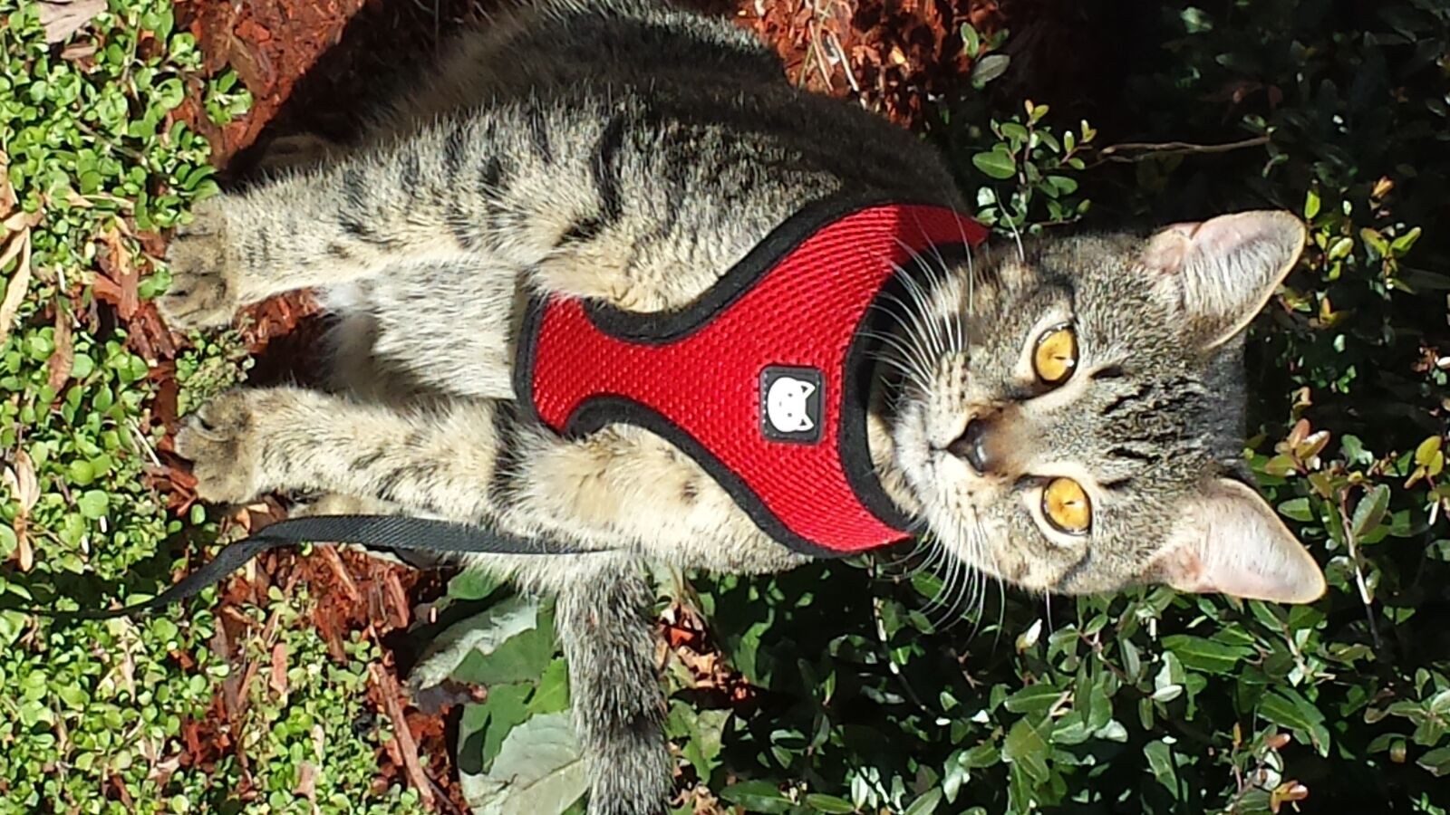 Samsung Galaxy S4 sample photo