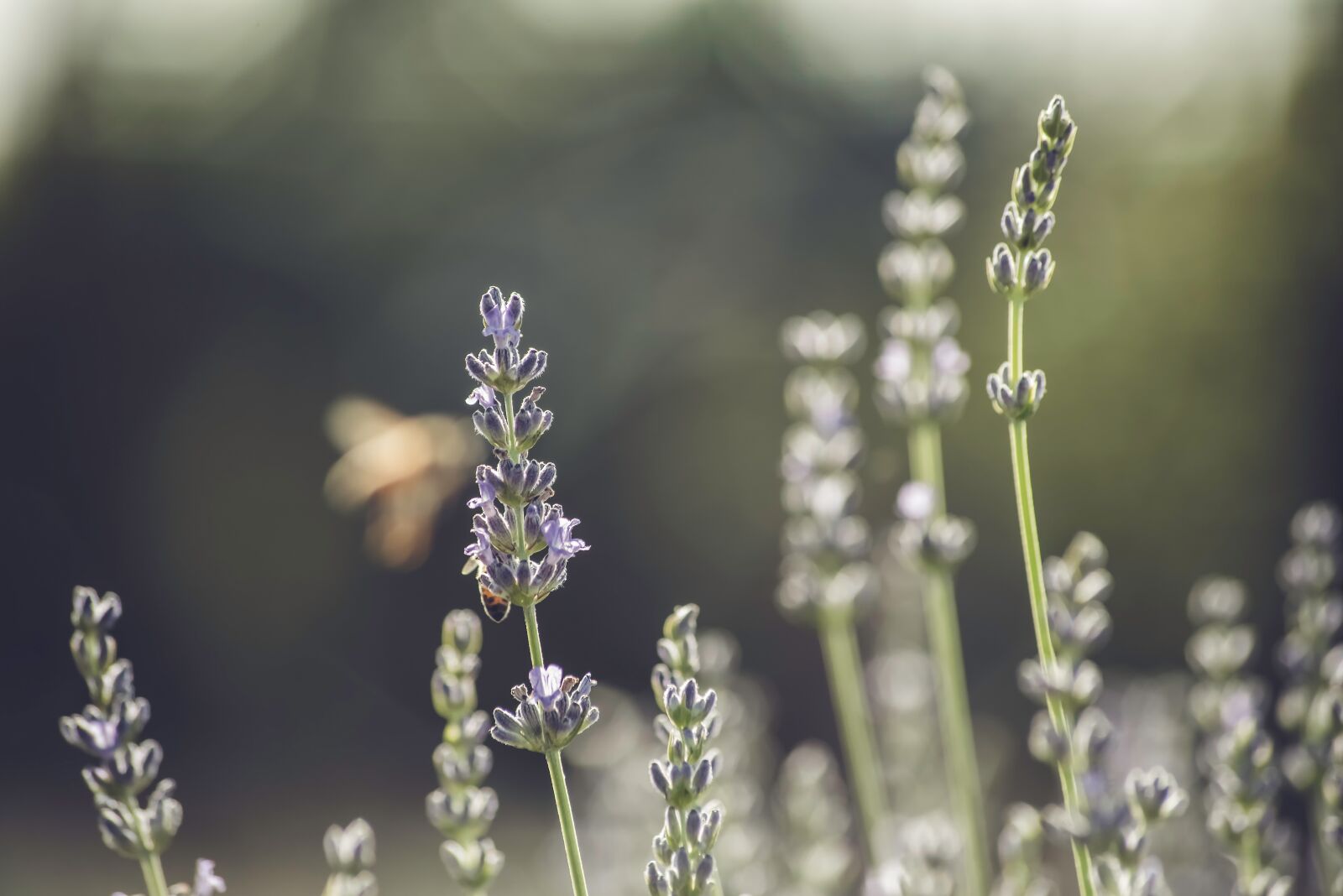 Nikon D750 sample photo. Backdrop, background, blur photography