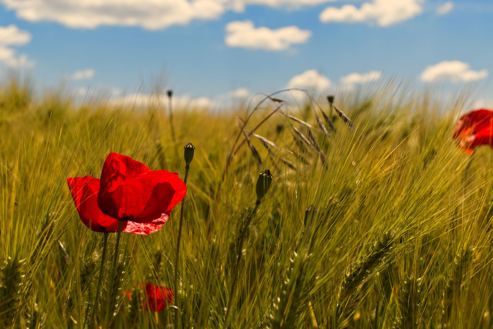 Nikon D5500 sample photo. Poppy, wheat, summer photography