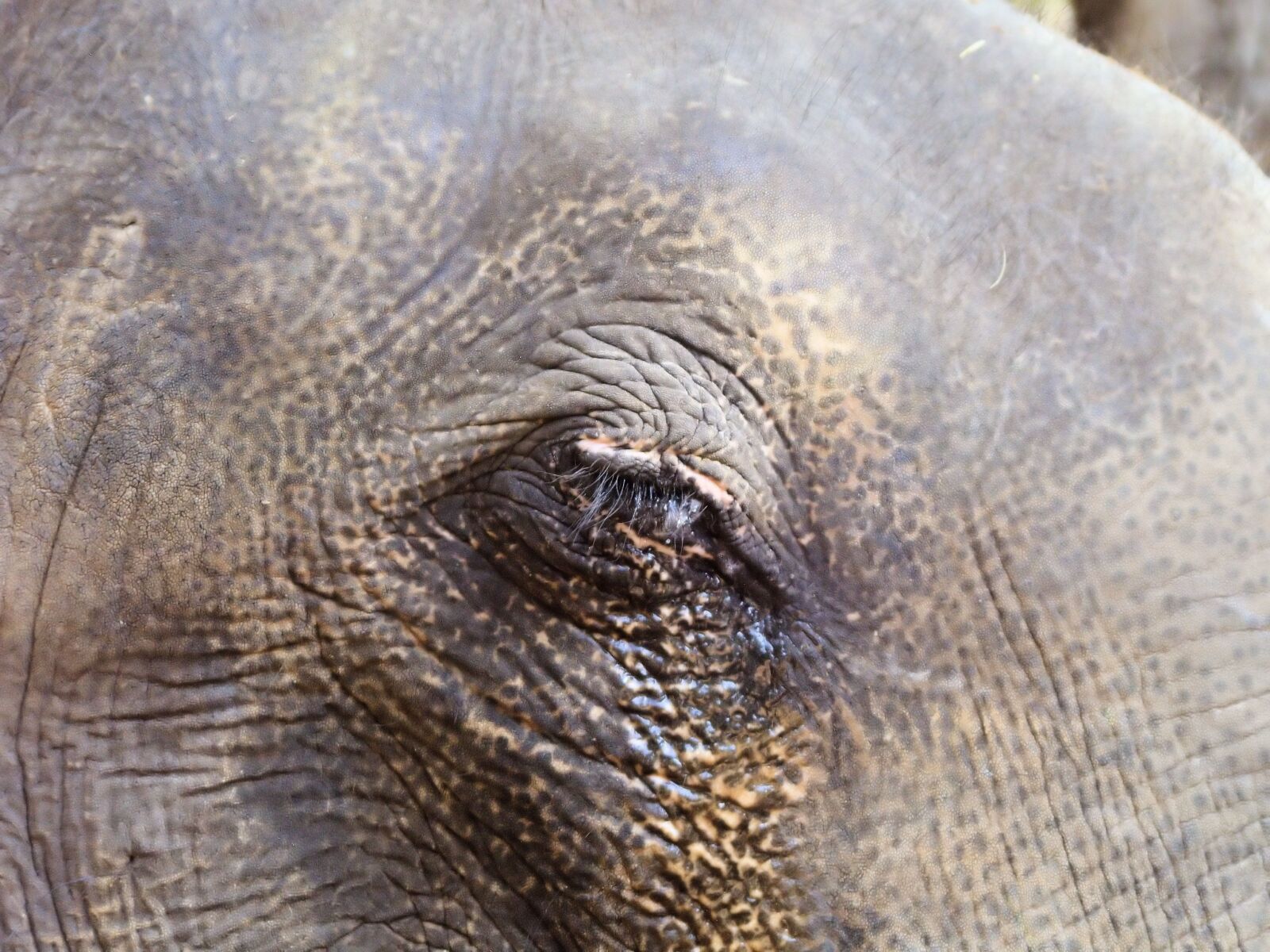 Olympus E-400 (EVOLT E-400) sample photo. Eye, elephant, wrinkles photography