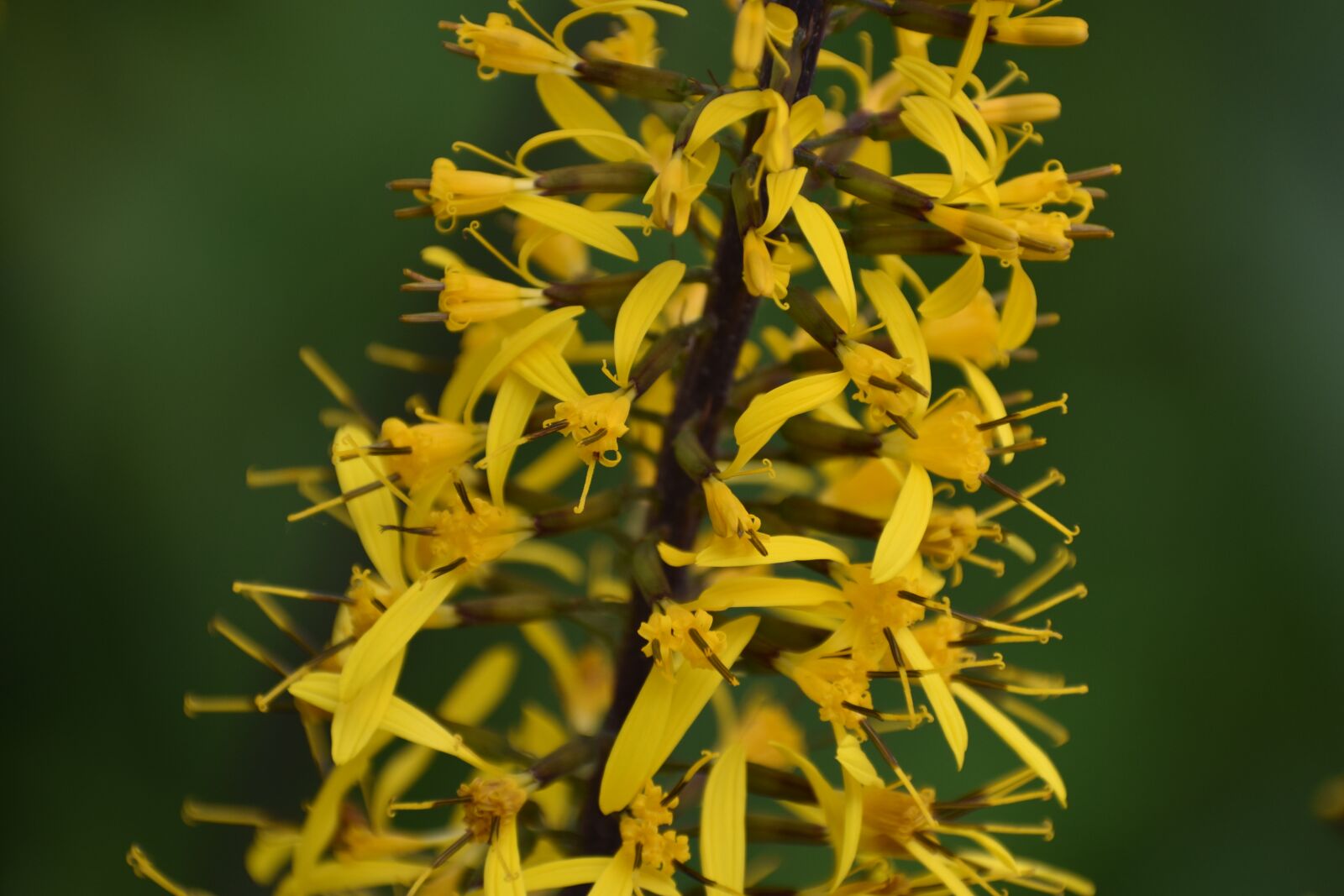 Nikon D3400 sample photo. Flower, yellow, garden photography