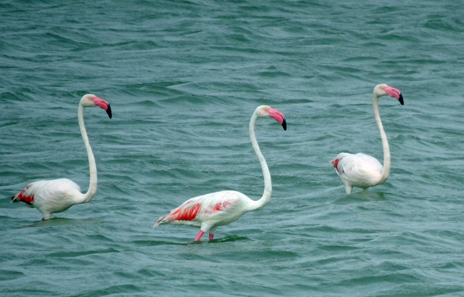 Sony Cyber-shot DSC-HX90V sample photo. Bird, greater flamingo, phoenicopterus photography
