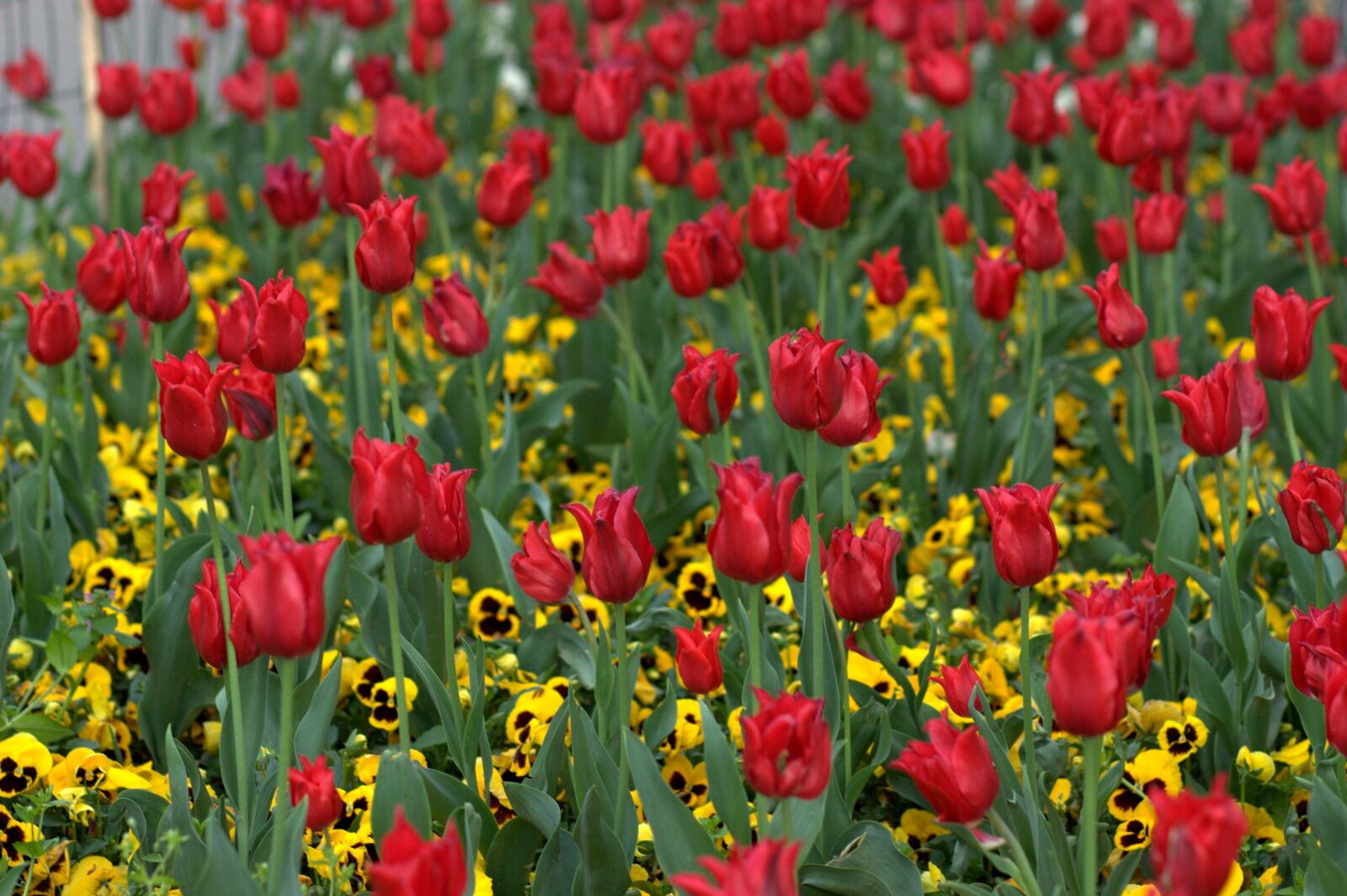 Canon EOS 450D (EOS Rebel XSi / EOS Kiss X2) sample photo. Tulips, flowers, supplies photography