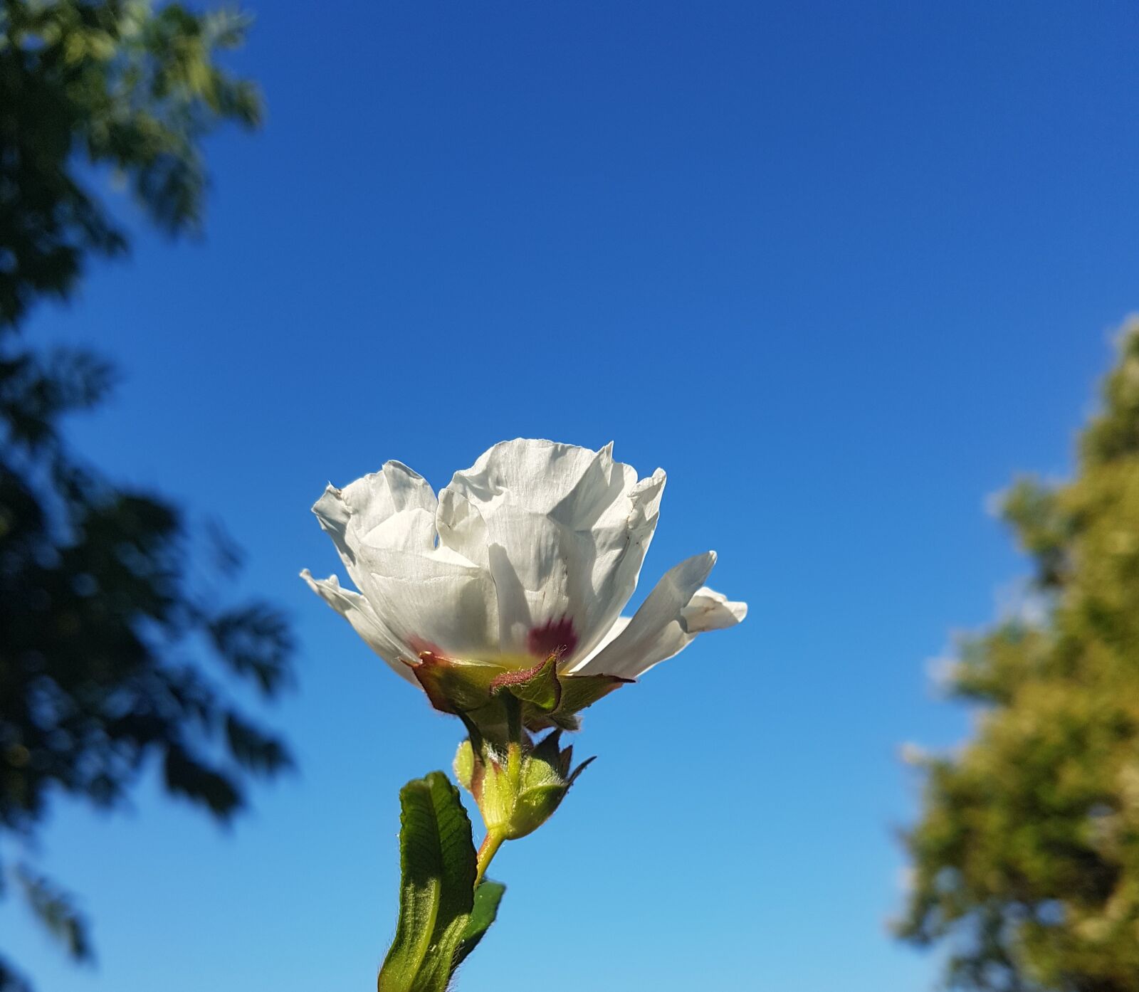 Samsung Galaxy S7 Edge sample photo. Rose, flower, sky photography