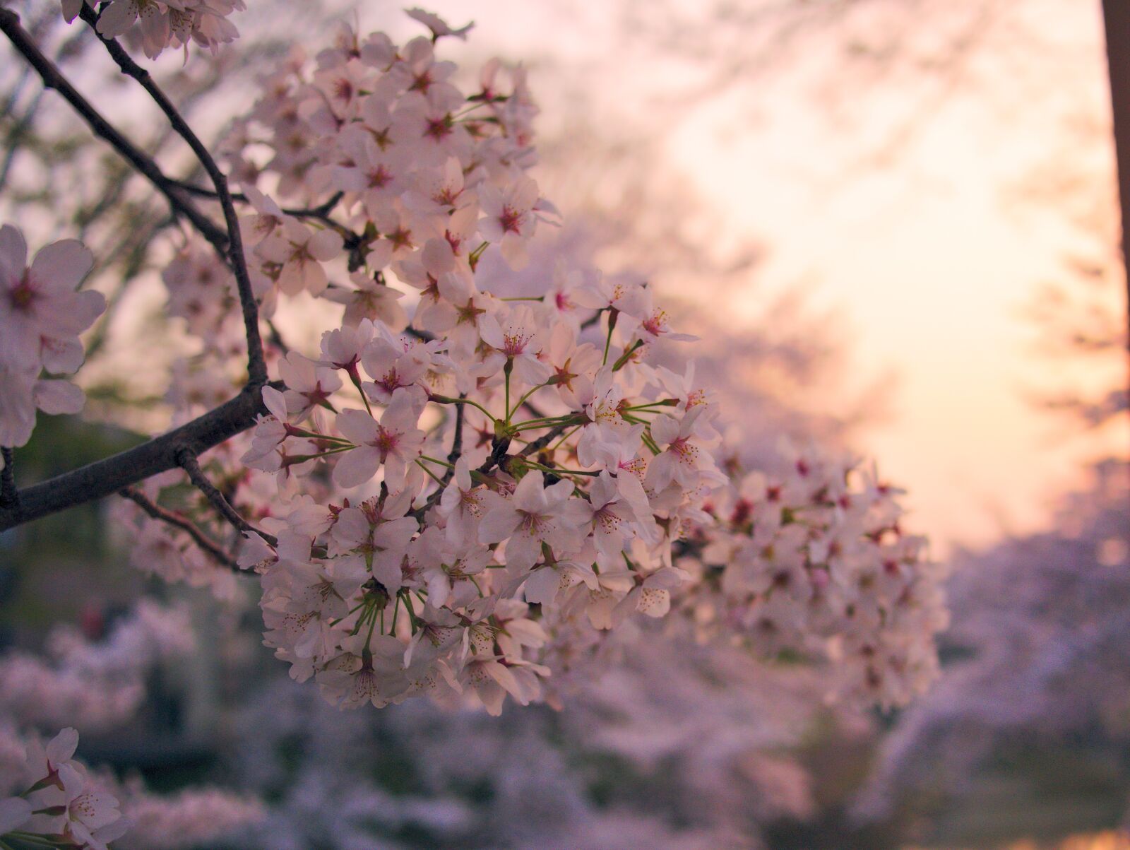 Panasonic DMC-G8 sample photo. Cherry, flowers, pink photography