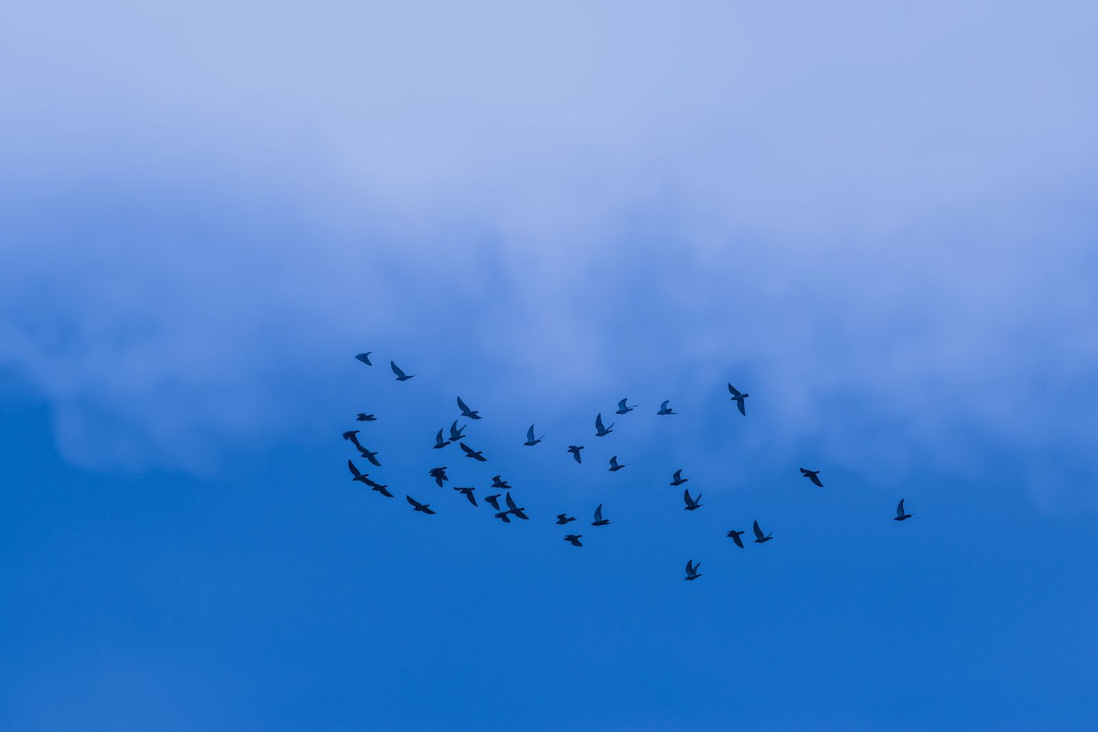 Nikon D3500 sample photo. Sky, bird, fly photography