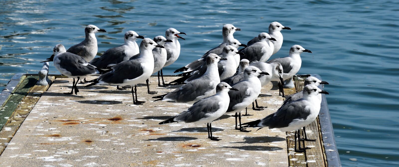 Nikon D3300 sample photo. Seagulls, bird, avian photography