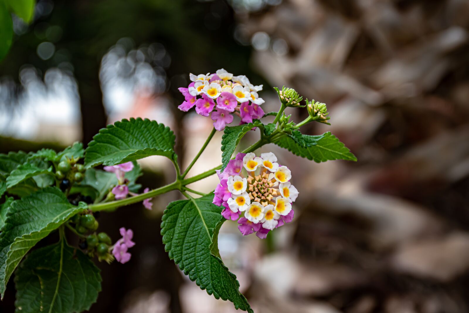 Nikon D5600 sample photo. Flower, plant, bloom photography
