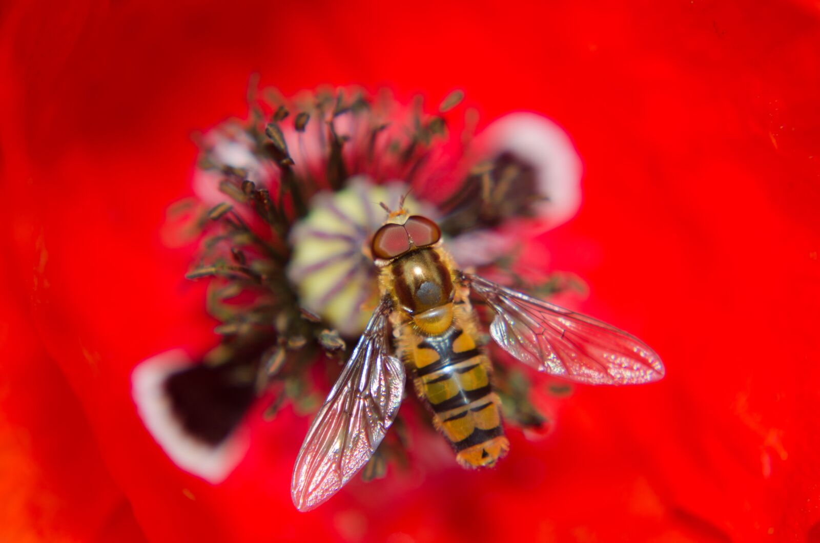 Nikon D5100 sample photo. Poppy, alaus, insect photography