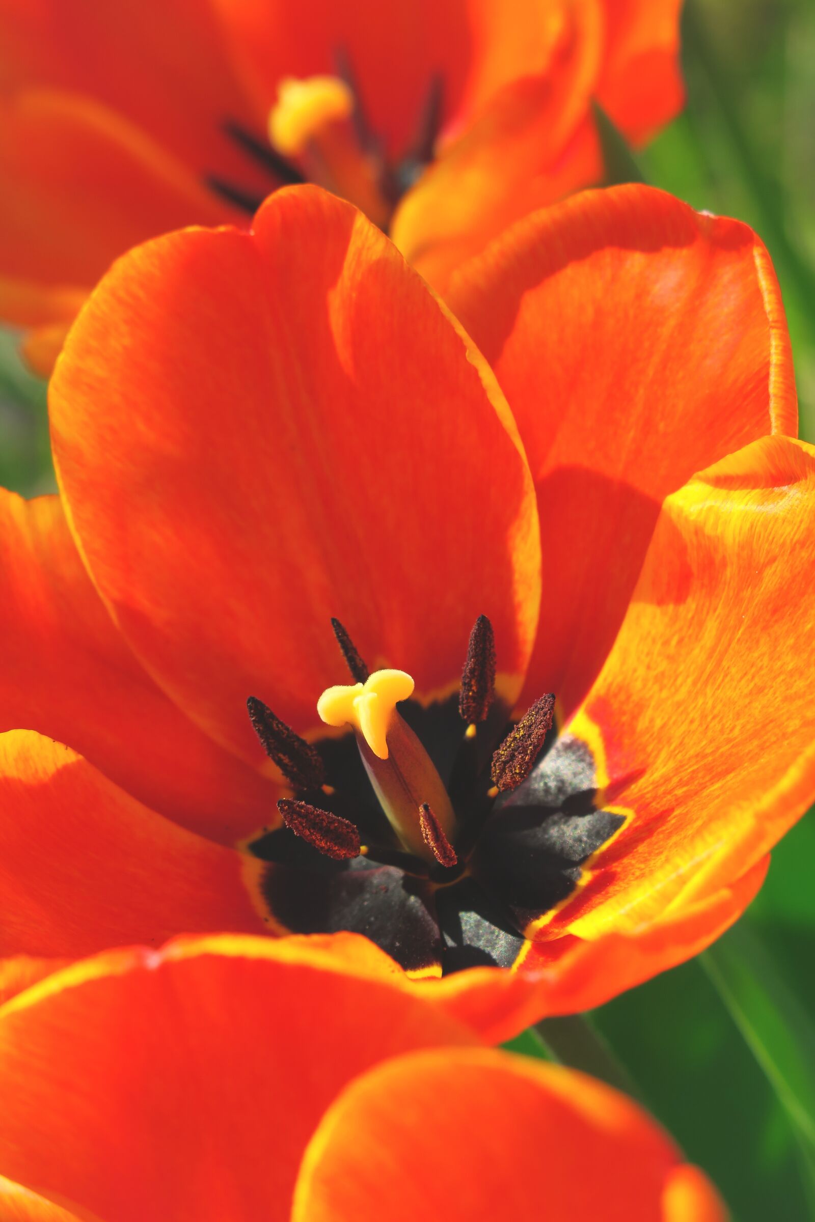 Canon PowerShot G3 X sample photo. Tulip, blossom, bloom photography