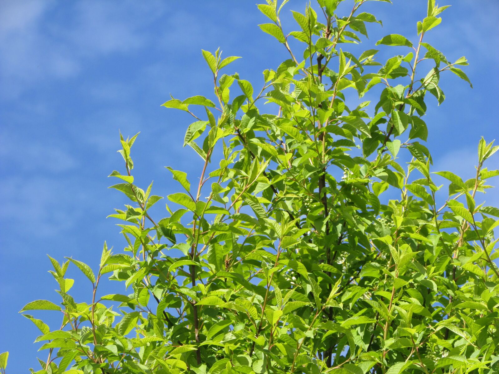 Canon PowerShot SX400 IS sample photo. Sky, tree, nature photography