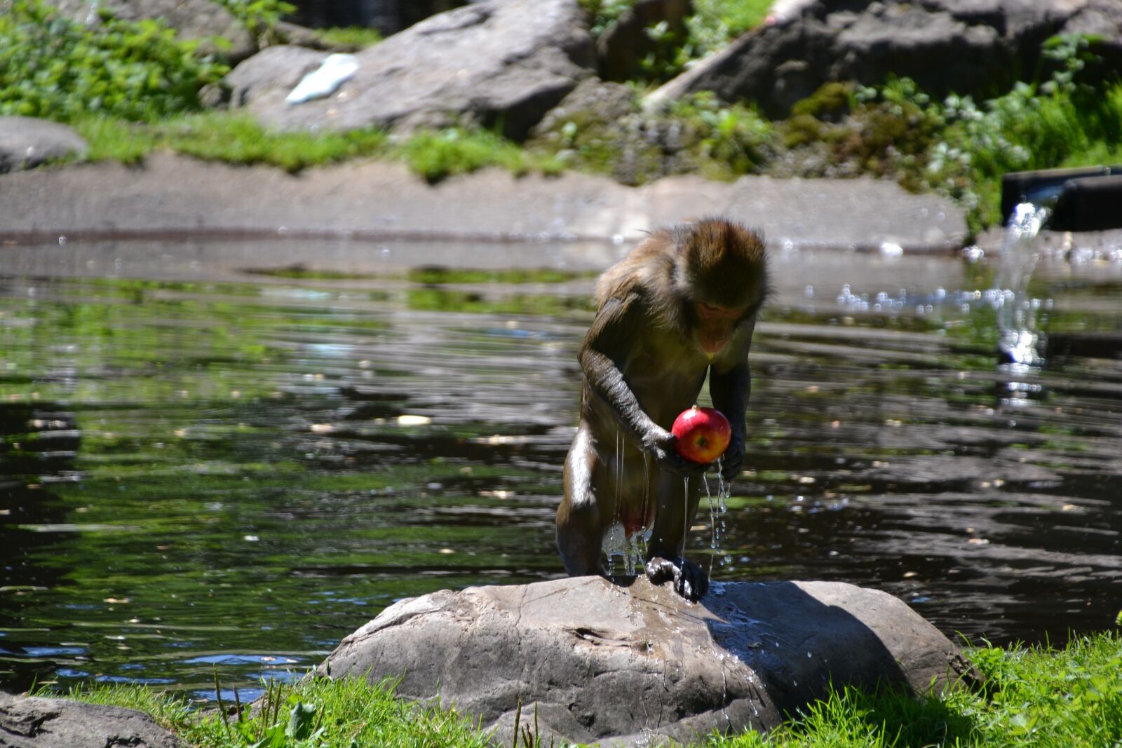 Nikon D3100 sample photo. Makake, monkey, wet photography