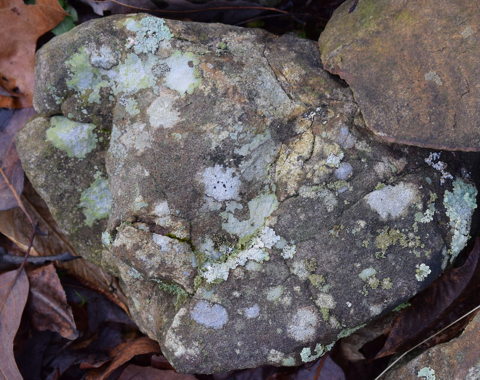 Nikon D3300 sample photo. Lichens on rock, lichen photography