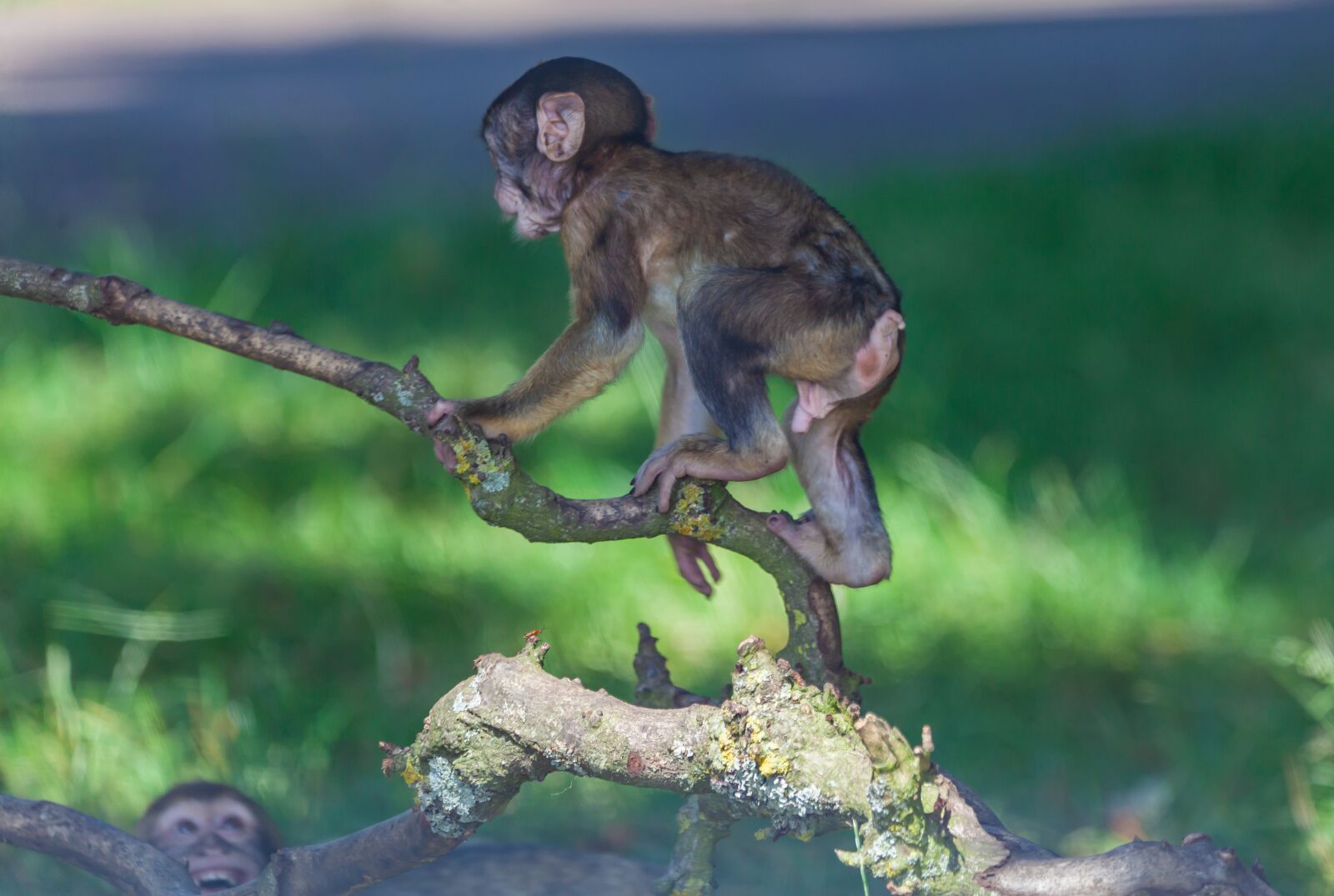150-600mm F5-6.3 DG OS HSM | Contemporary 015 sample photo. Barbary macaque, barbary, macaques photography