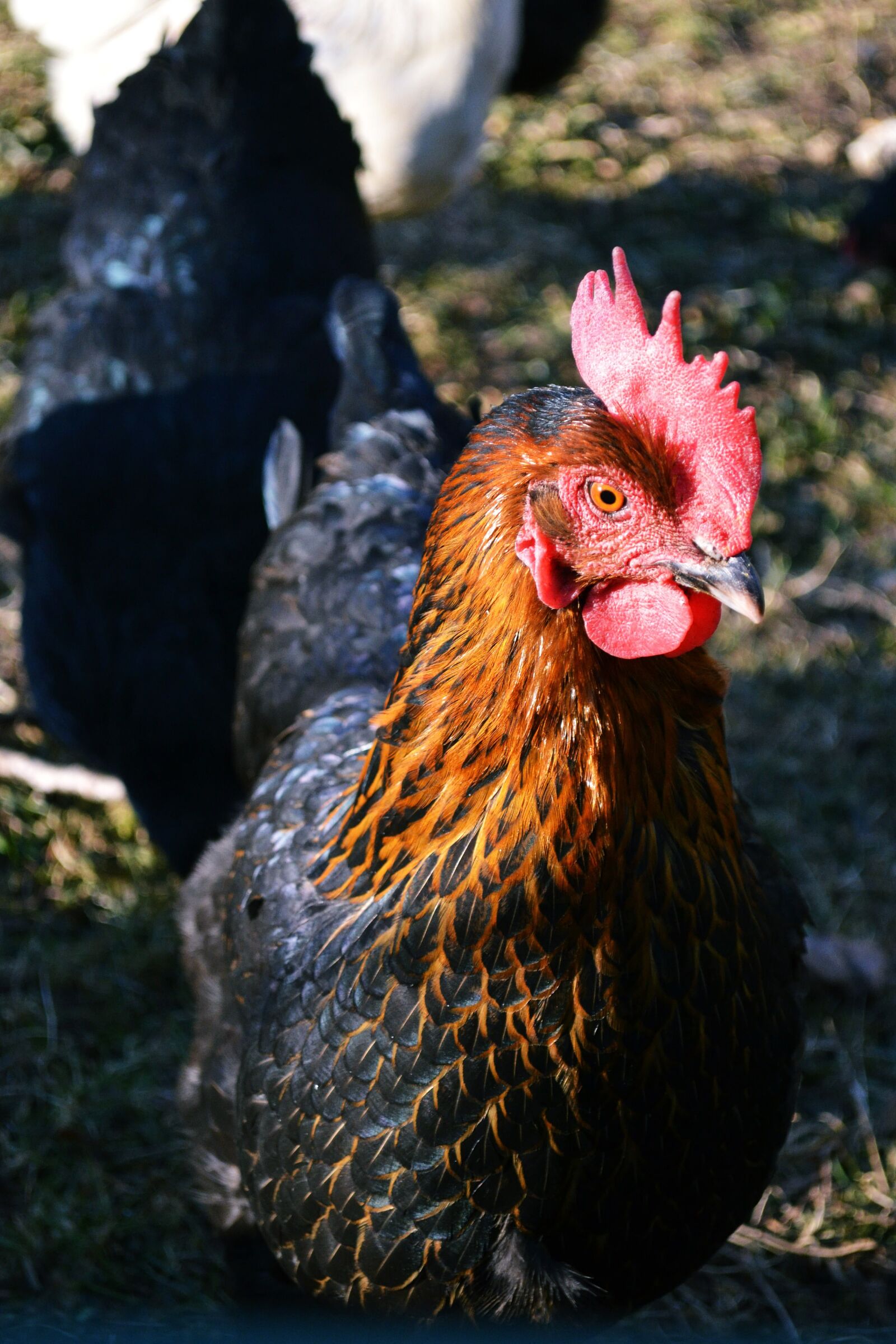 Nikon D3100 sample photo. Bird, animal, chicken photography