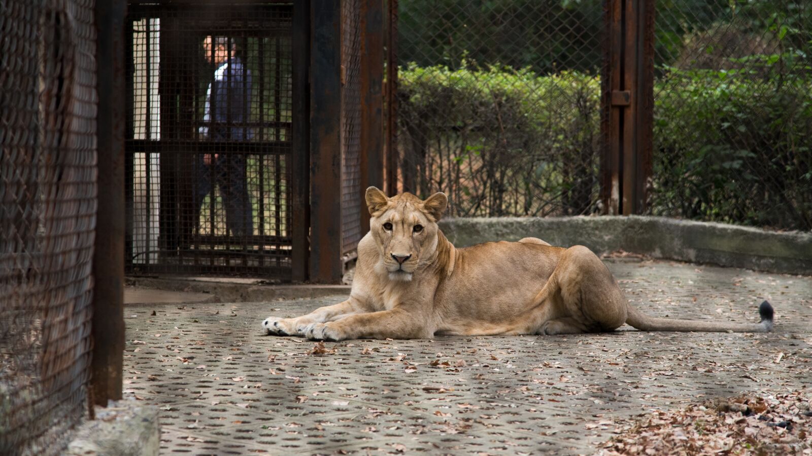 Nikon D750 sample photo. Zoo, animal, lion photography