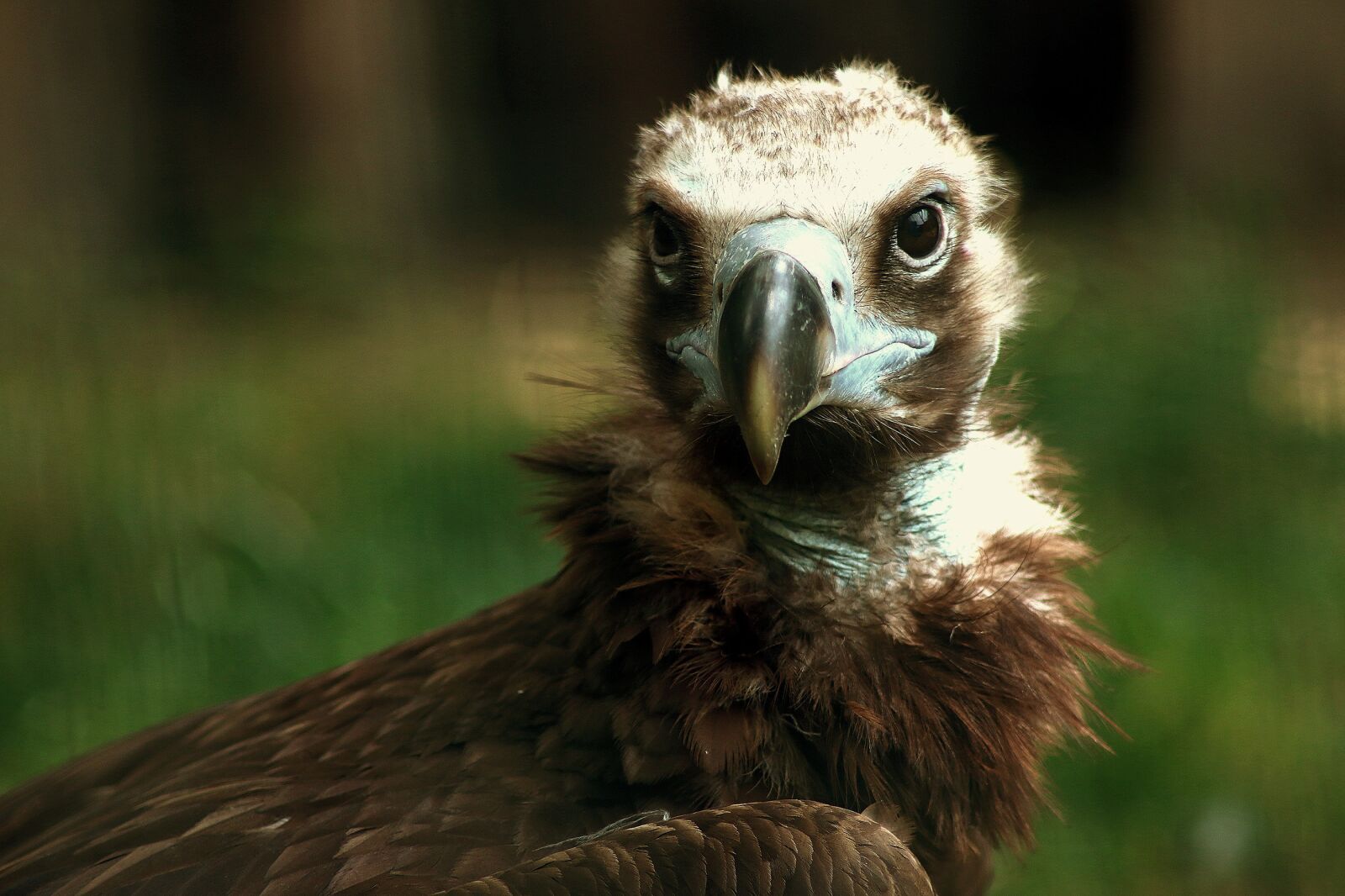 Canon EOS 70D sample photo. Animal, bird, close-up photography