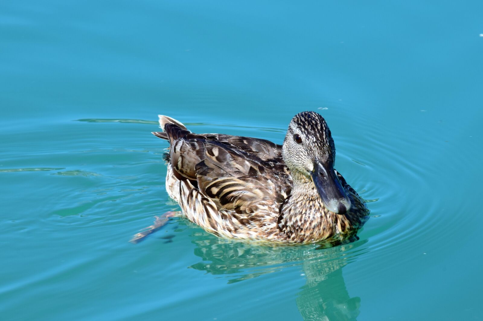 Nikon D3300 sample photo. Mallard, water, animal photography