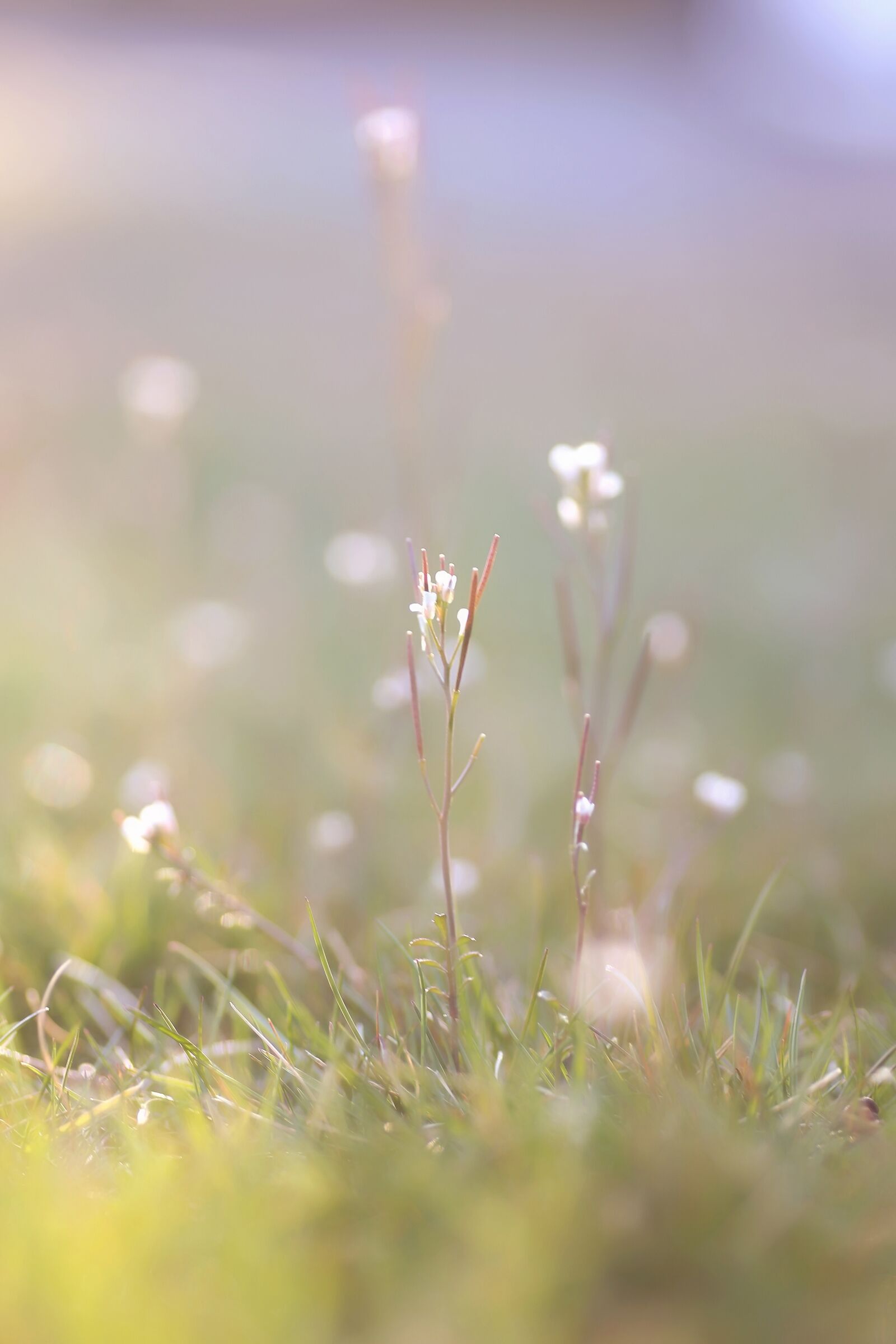 Canon EOS-1D X sample photo. Spring, flower, sunlight photography