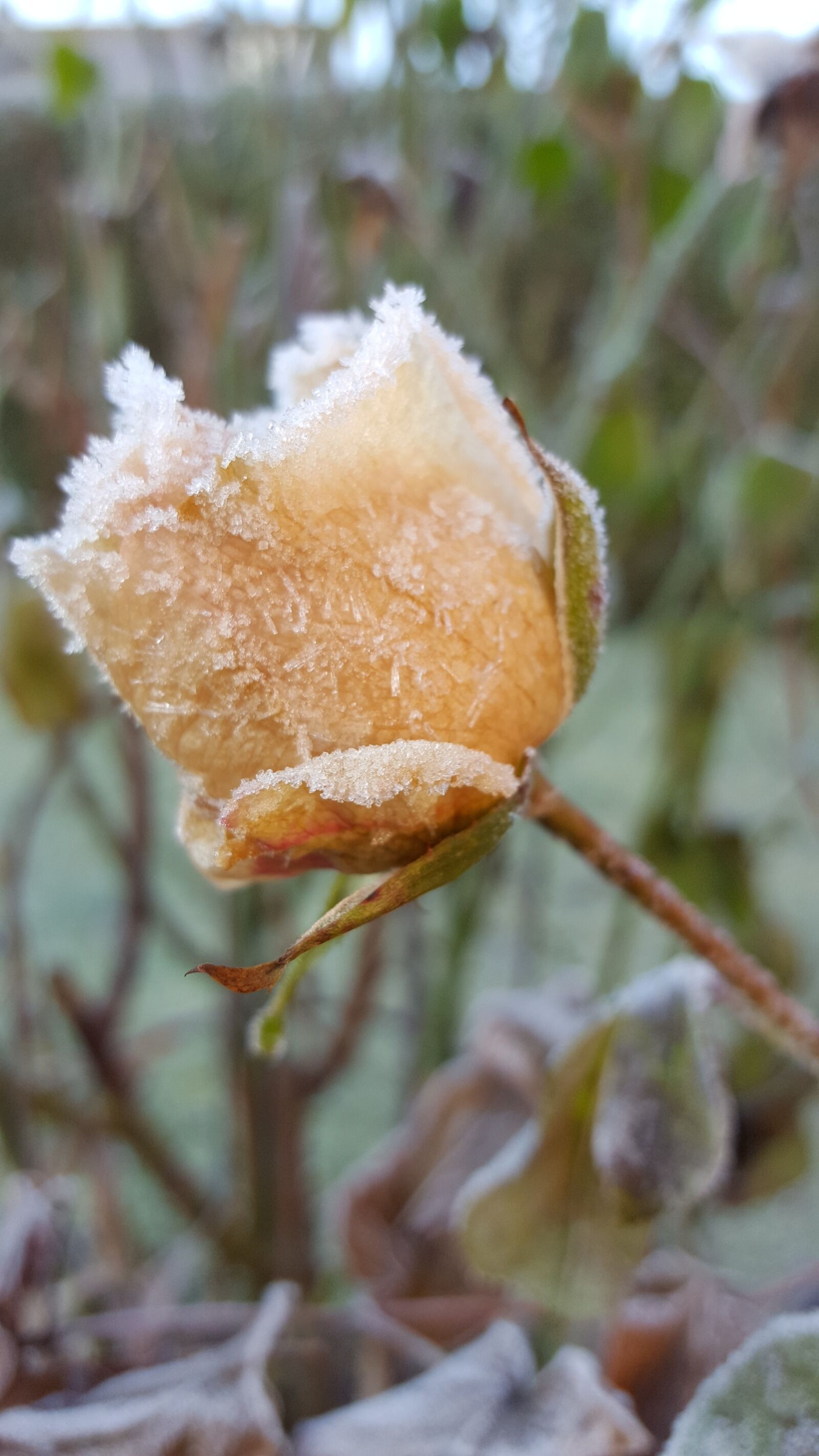 Samsung GALAXY S6 edge sample photo. Hoarfrost, winter, frost photography