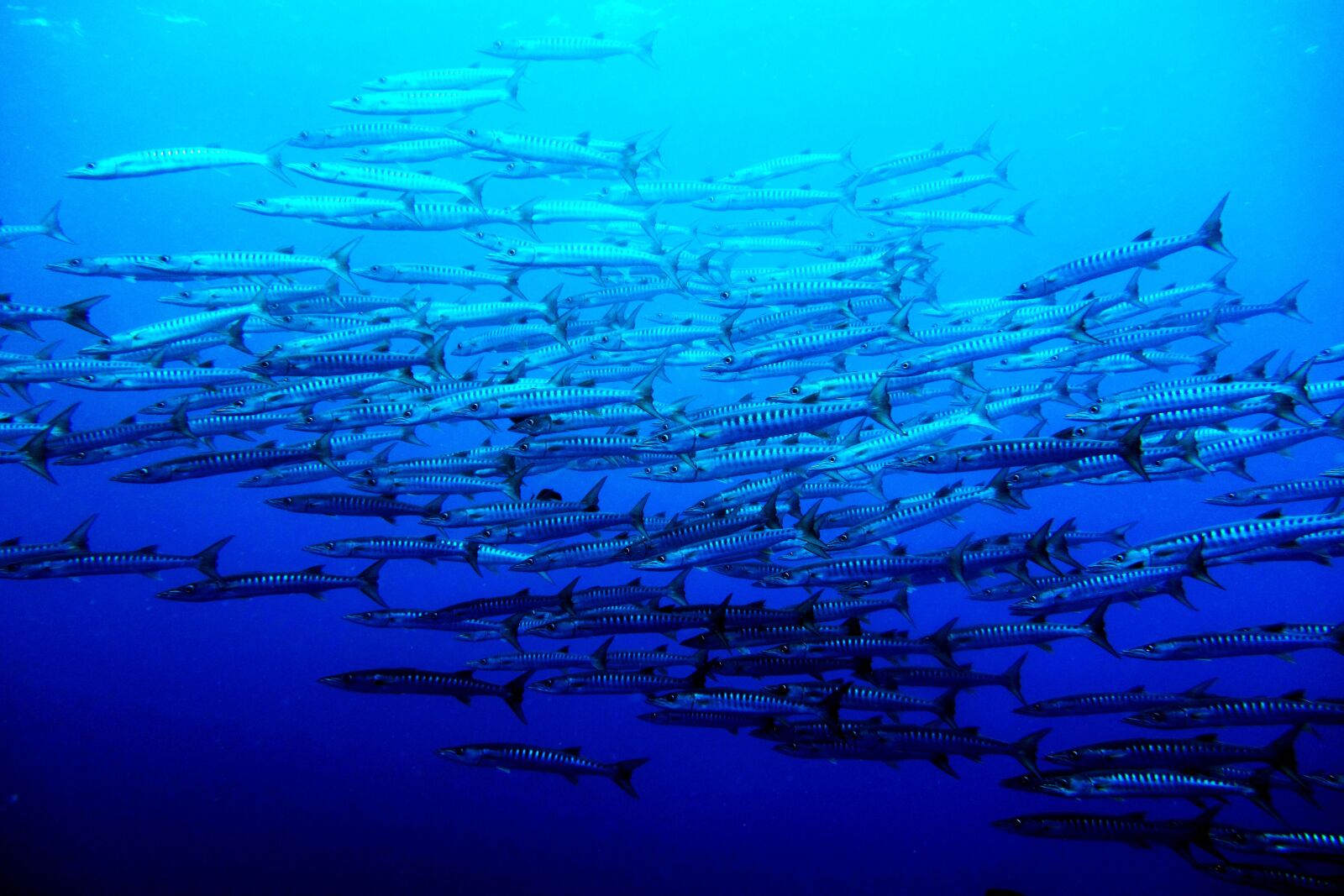 Sony Cyber-shot DSC-RX100 sample photo. Sea, palau, blue photography