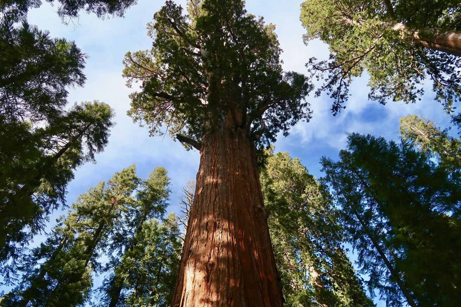 Canon PowerShot G7 X Mark II sample photo. Sequoia, giant sequoia, sequoia photography