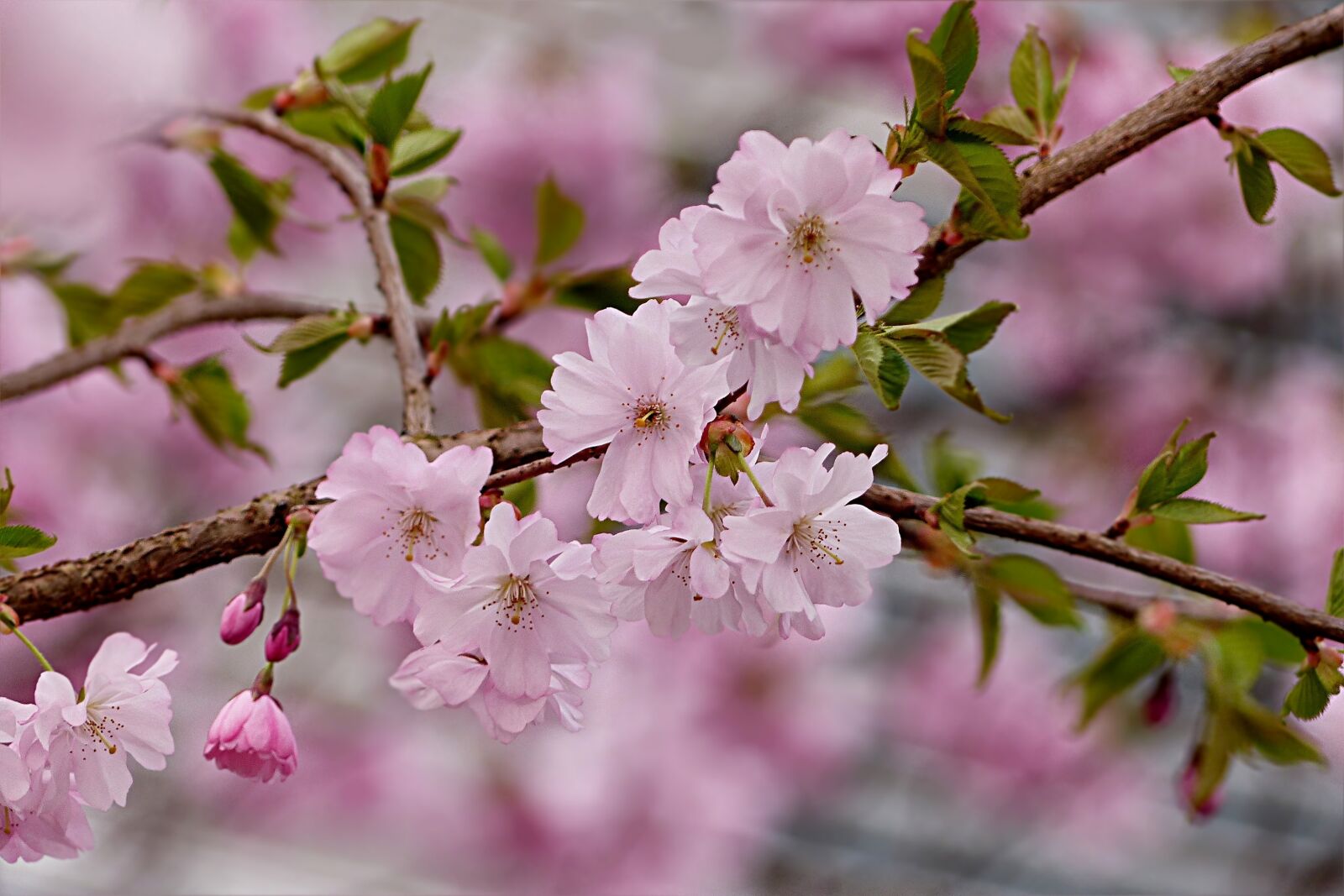 Panasonic Lumix DMC-FZ200 sample photo. Japanese cherry, pink, tree photography