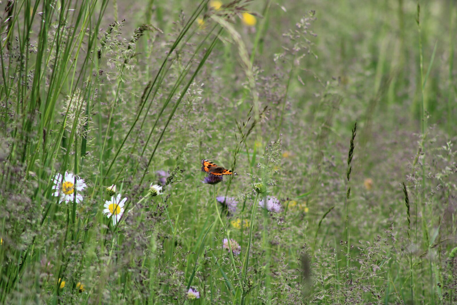 Canon EF75-300mm f/4-5.6 sample photo. Butterfly, red, prairie photography