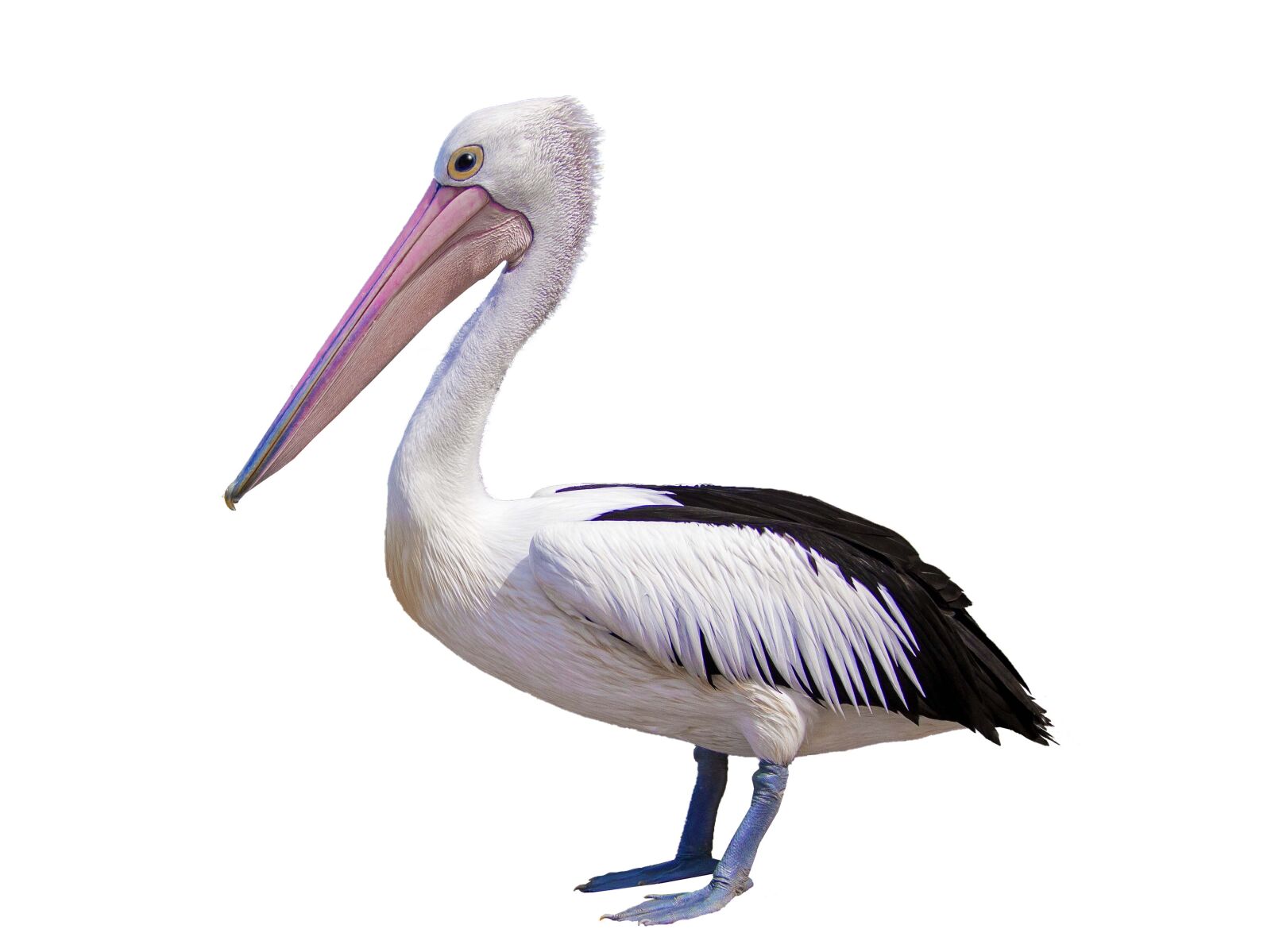 Olympus PEN E-P3 sample photo. Pelican, seabird, wildlife photography