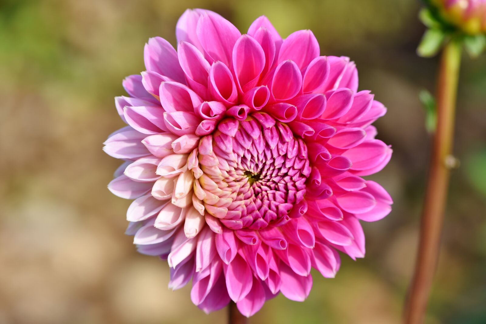 Nikon D7200 sample photo. Dahlia, dahlias bud, flower photography