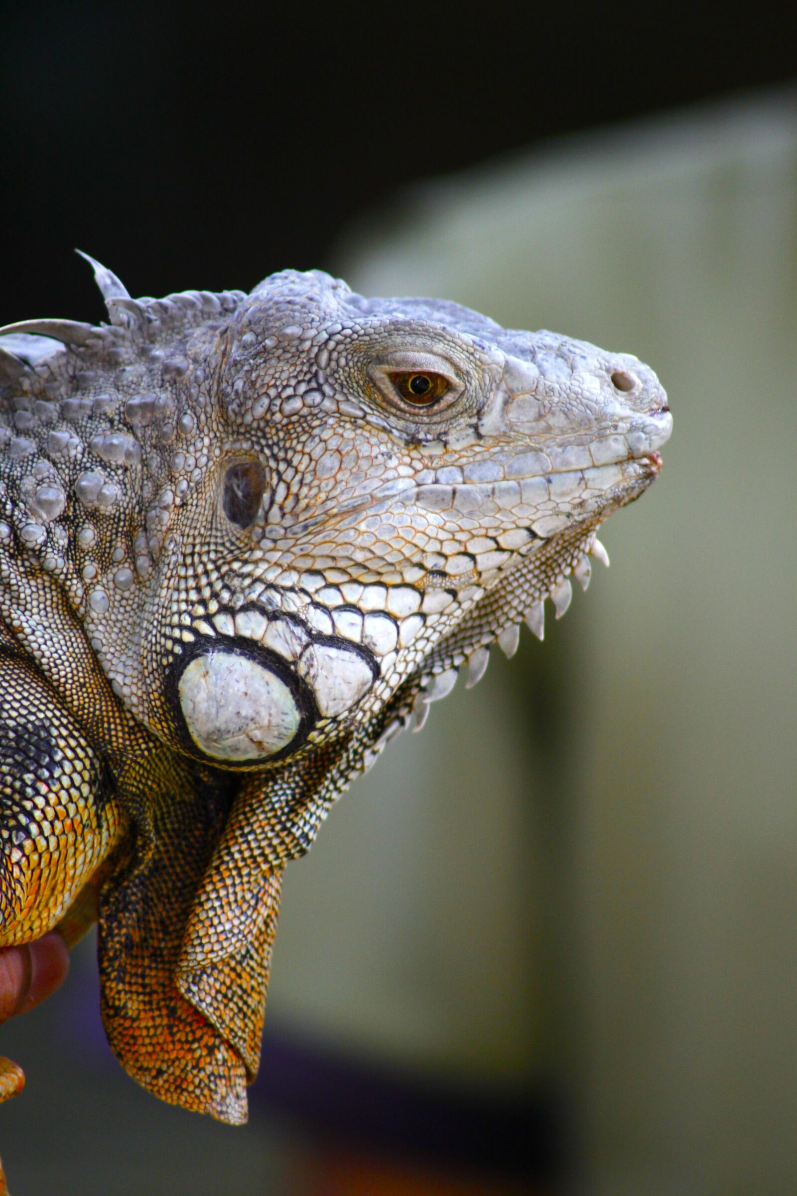 Canon EOS 500D (EOS Rebel T1i / EOS Kiss X3) sample photo. Iguana, animal, lizard photography