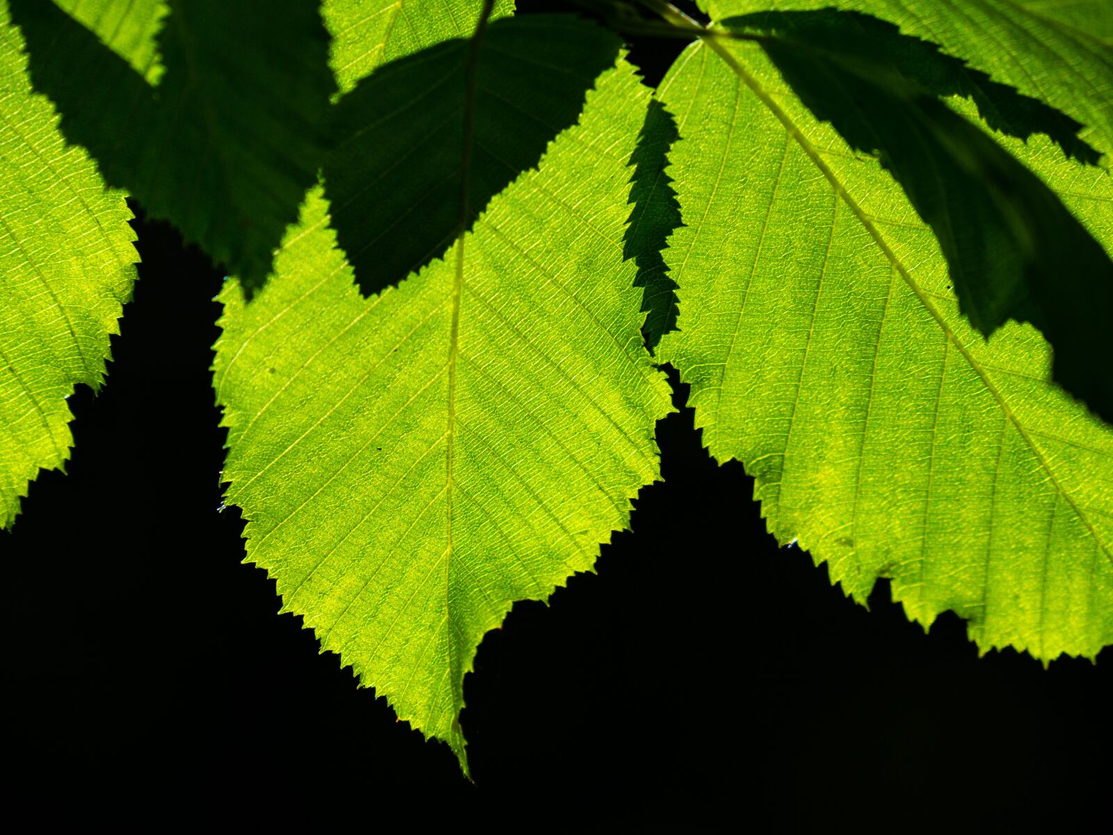 Olympus OM-D E-M10 III sample photo. Sheet, light, jagged photography