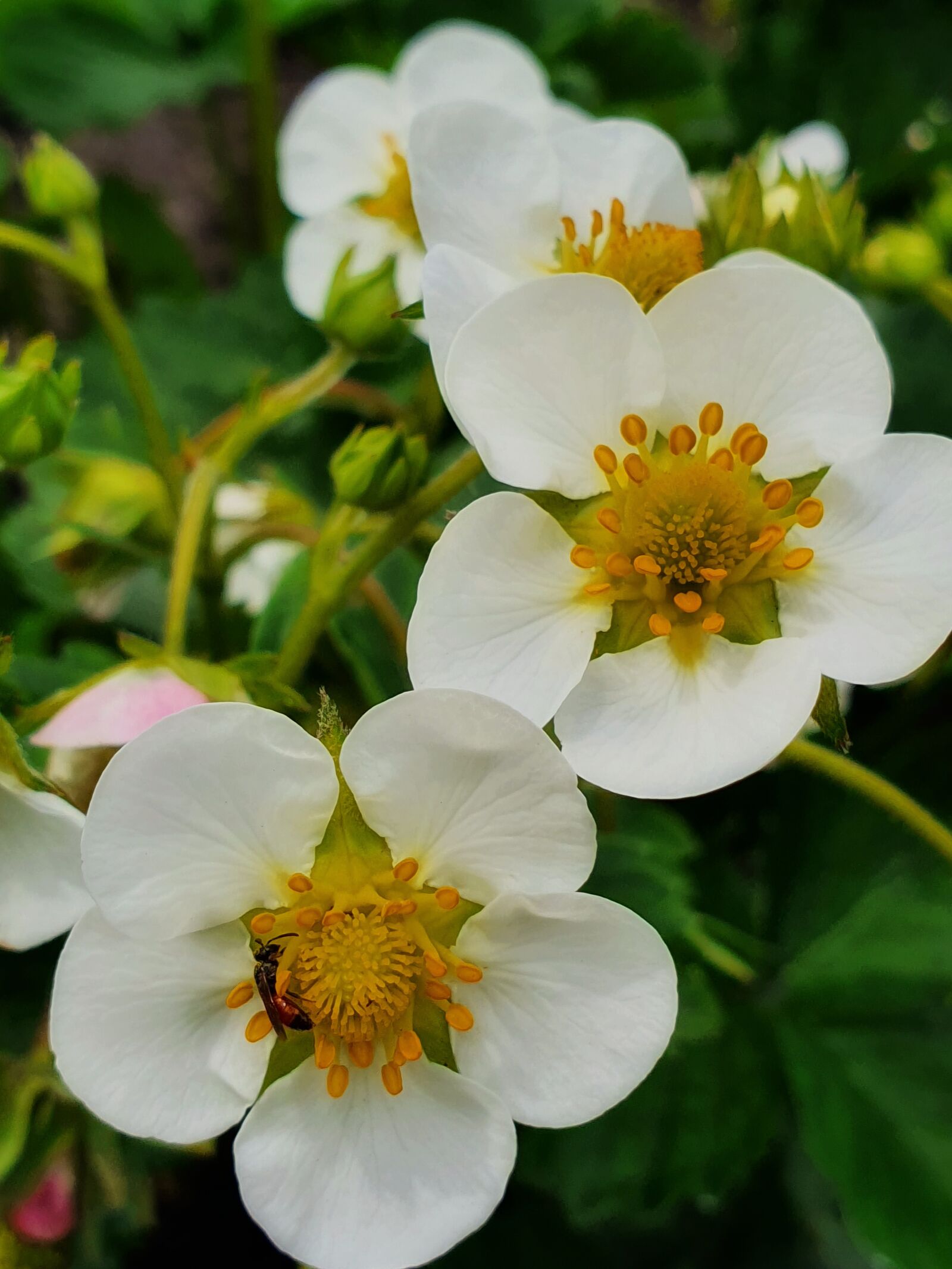 Samsung Galaxy S10 sample photo. Wild strawberry, color, bud photography
