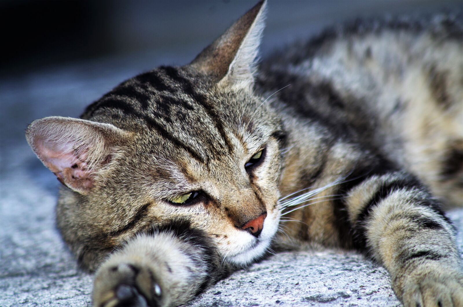 Pentax K-50 sample photo. Cat, cat european, calico photography