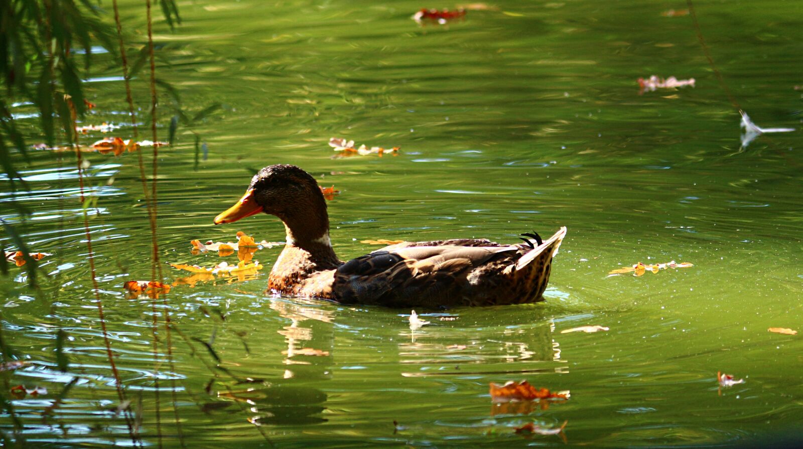 Canon EOS 650D (EOS Rebel T4i / EOS Kiss X6i) + Canon EF-S 55-250mm F4-5.6 IS II sample photo. Duck, park, water photography