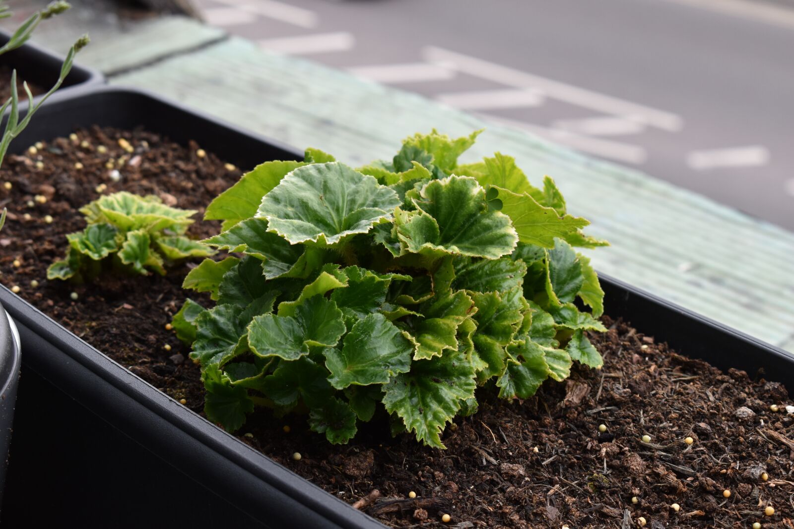 Nikon D5600 sample photo. Plants, flowers, begonias photography